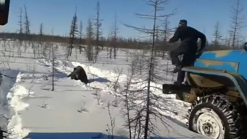 «Нечеловеческое поведение»: МВД расследует дело о жестоком убийстве медведя в Якутии