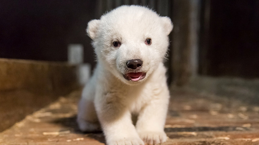 В Берлинском зоопарке умер белый медвежонок Фриц