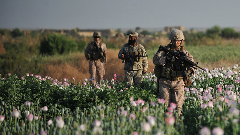 «Пропагандистский приём»: как США способствуют росту производства наркотиков в Афганистане